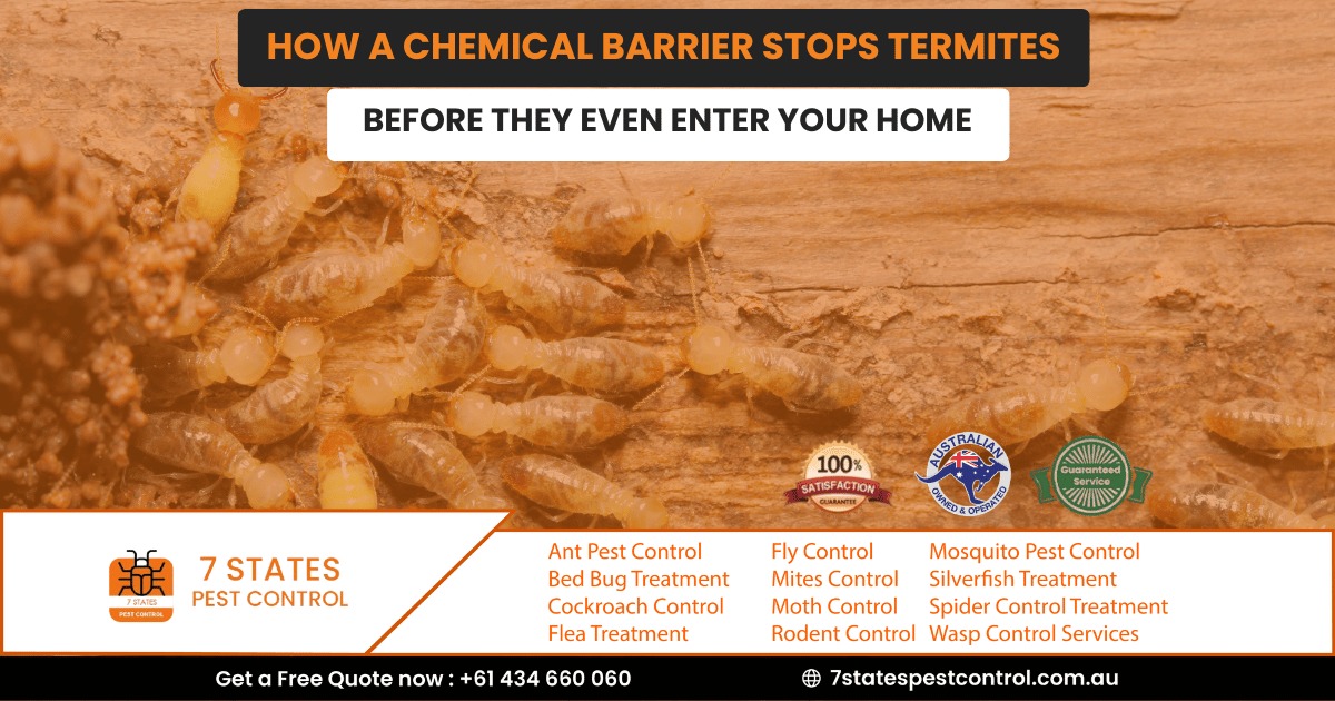 How a Chemical Barrier Stops Termites Before They Even Enter Your Home