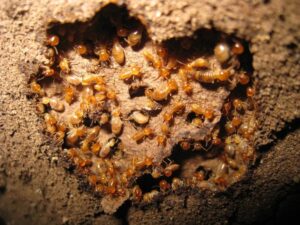 termite prevention melbourne