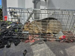emergency pest control melbourne