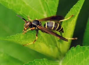 wasp control services melbourne