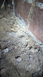 termite control melbourne