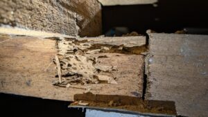 termite control melbourne