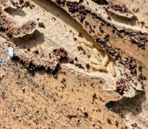termite control melbourne