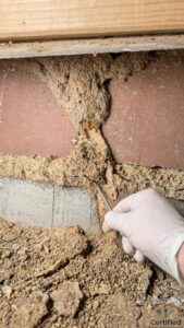 termite control melbourne