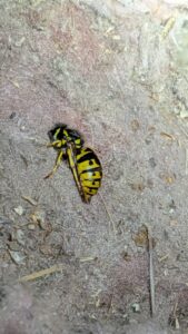 pest removal melbourne